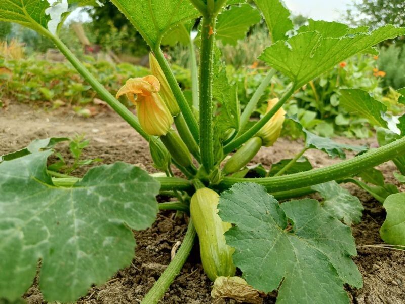 ��� ������ ������� ��� ����: ������� ������ � �������� ������������