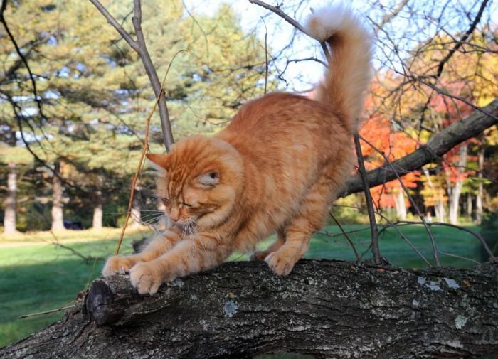 ����������� ������� ���������� ���������� ����� ��� ���������