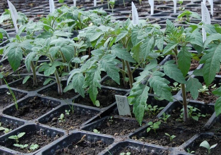 ��� ����������� ������ ������� � ������