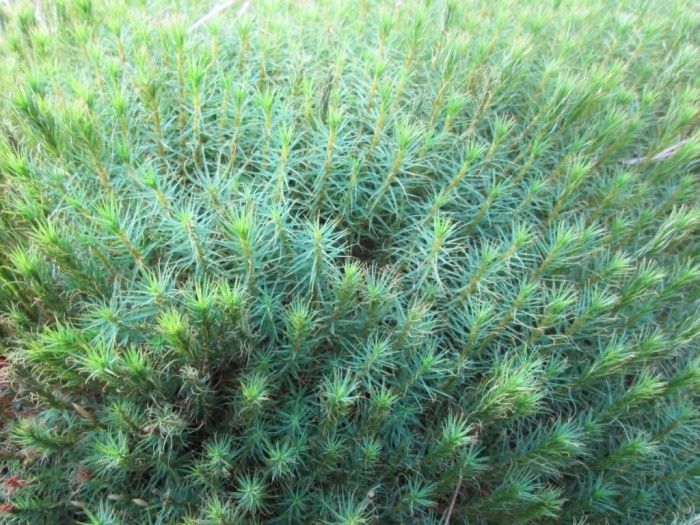 Мох кукушкин лён