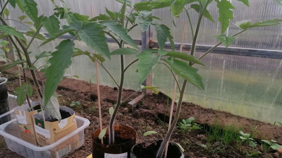 ��� ��������� ���������� ������� ���������: ������� � 60 ����