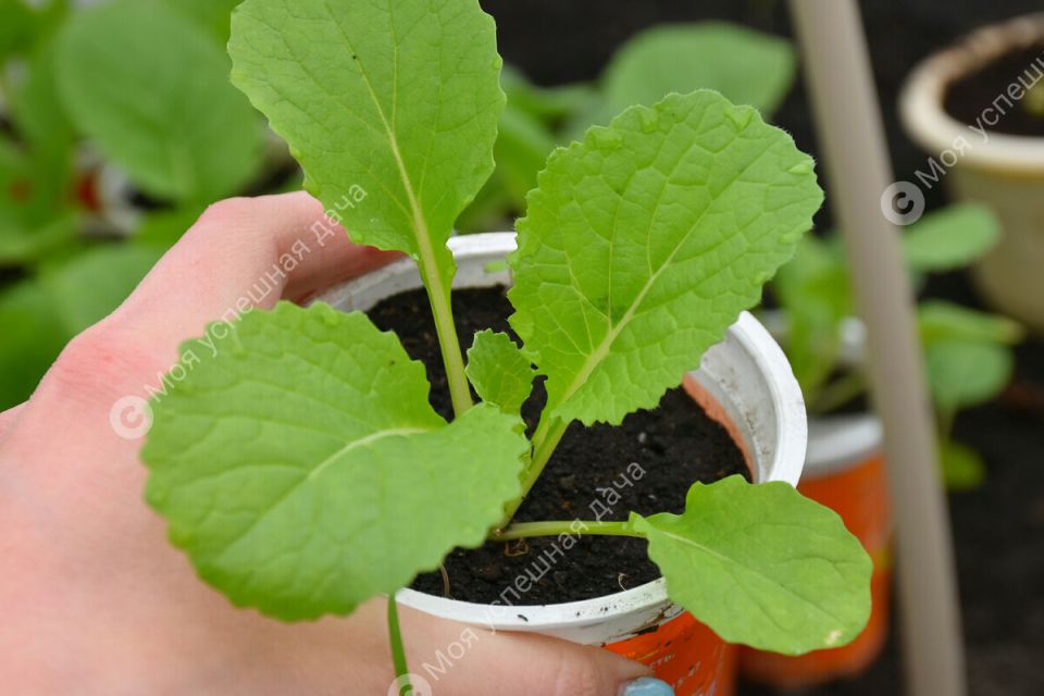 ������� ���� � ������: ������� ��������� ����������� ��������� �������