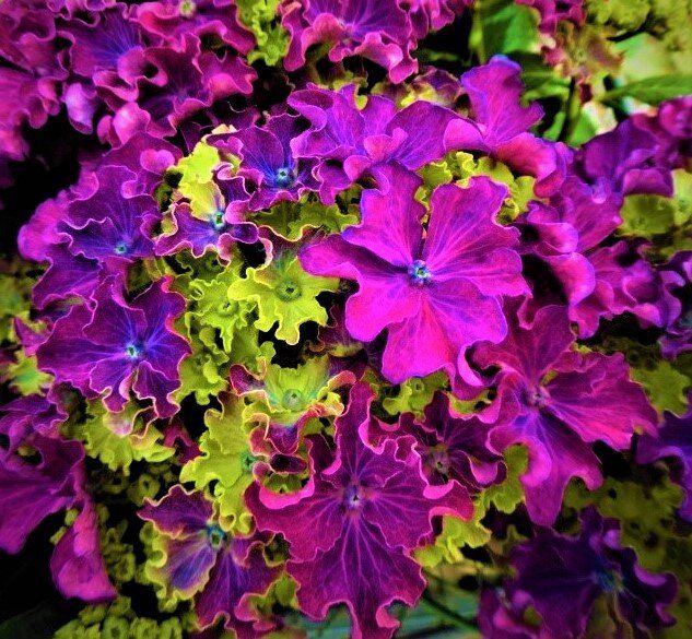 ������ �������: ��������� ������������ ��������� Curly Sparkle