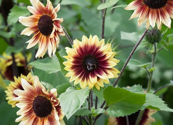 ��������-���������� �������������: ��� �������� ���������� � ��� ���