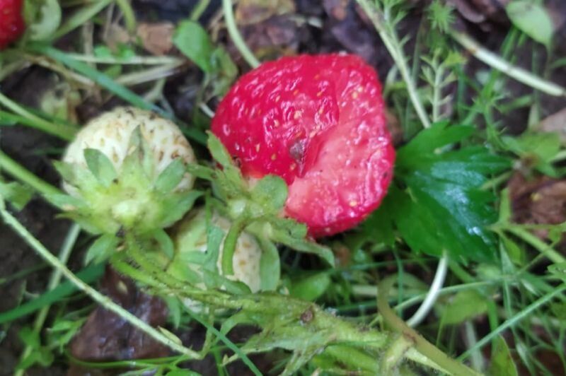 ���������� ������� �� ��������: ����������� ������ ������