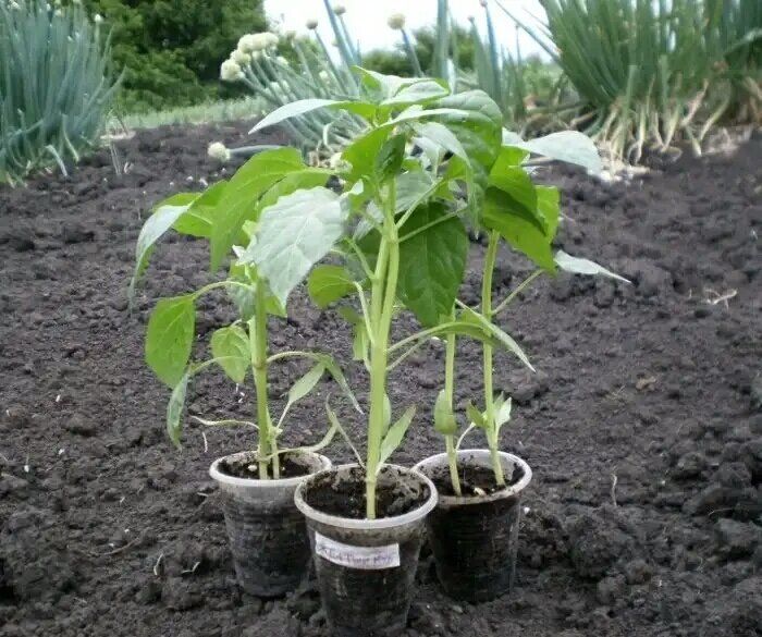 Как вырастить мощную рассаду перца: секреты успешного огородника