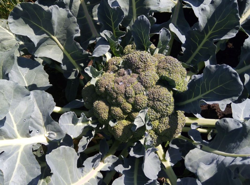 ������� ��������� ����������� ��������: �� ������ ����� �� �����