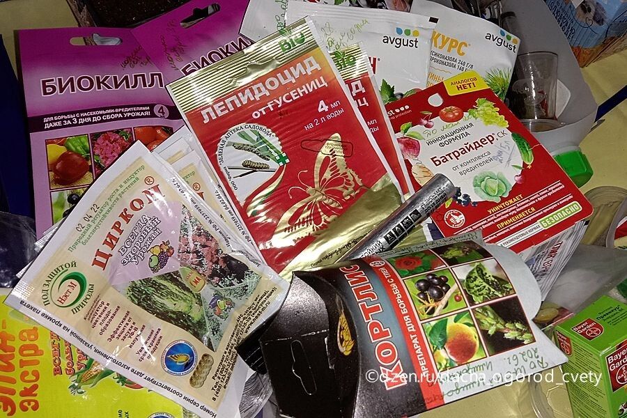 ����������� ������ ���� �� ����� ��������: ��� ��������� �����������