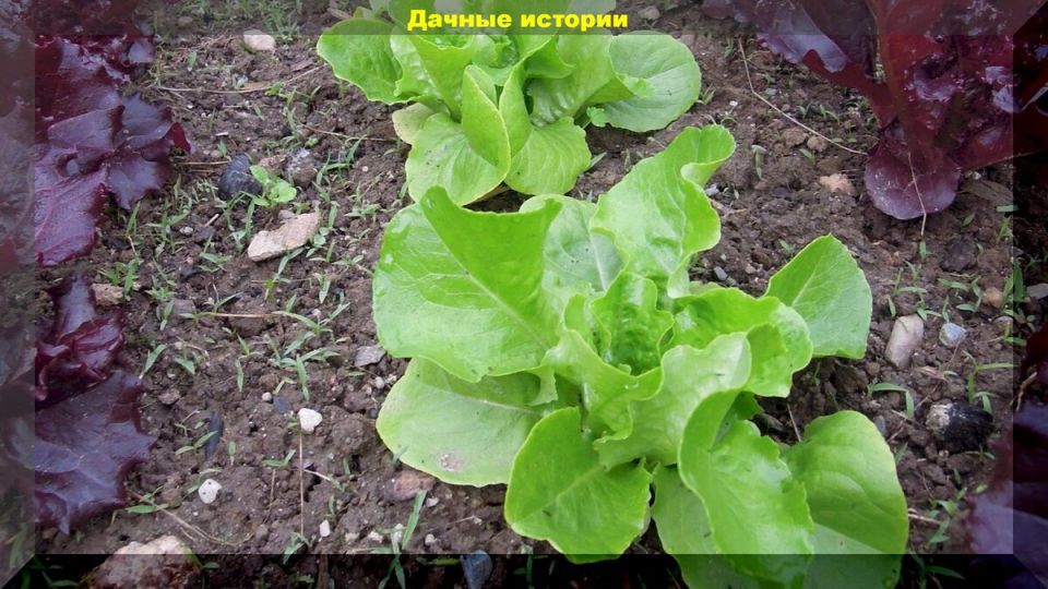 Листовые салаты: полезные сорта и интересные рецепты