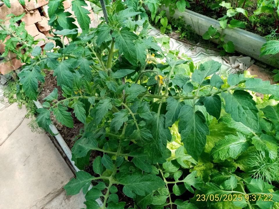 ��� ��������� �� �������� �����: ������ � ����������