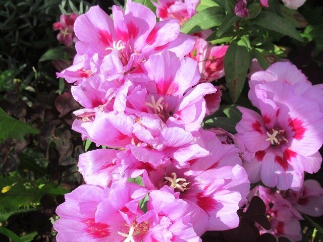 �������: ���������� ����� ��� ������ ����