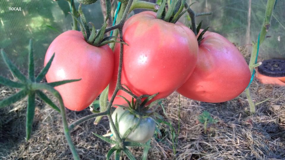 ������ ������ � ��������� ��� �������������