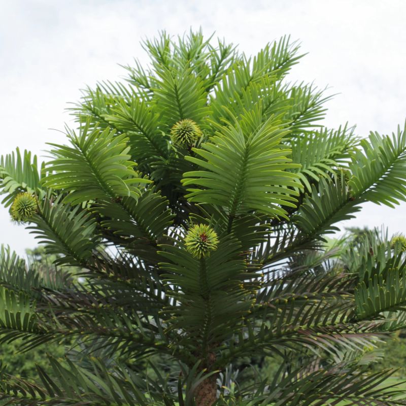 ��������: ������������ ��������, ������� ��������� ���� � ������