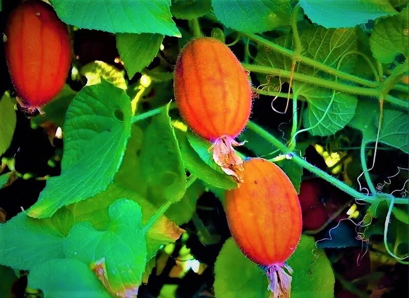 ������� ������: ������������ ����� � ������������� ������� � ������ �������