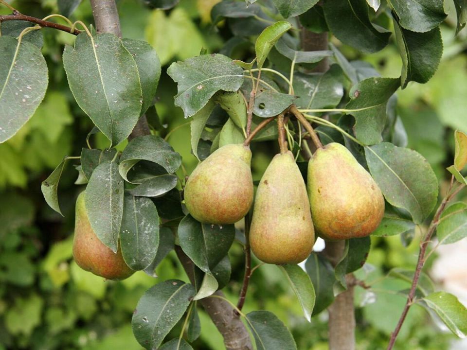 ��� ��������� ������� ����� �� ��������: ��� �� ����� � ������