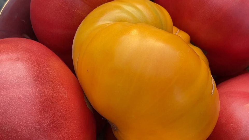 Как получить щедрый урожай на маленьком участке: секреты успешного огородника