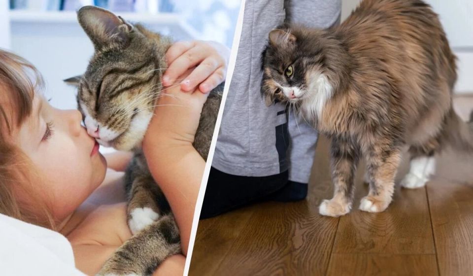 ������ ����� ���������� � ����: ����������� ����� � �� ���������