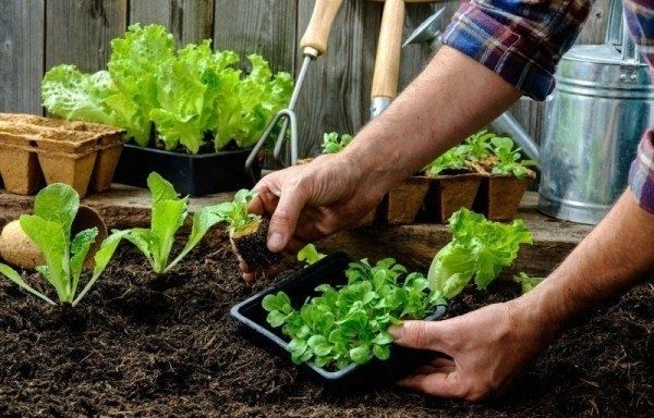 Распространенные ошибки в выращивании рассады: советы для опытных садоводов