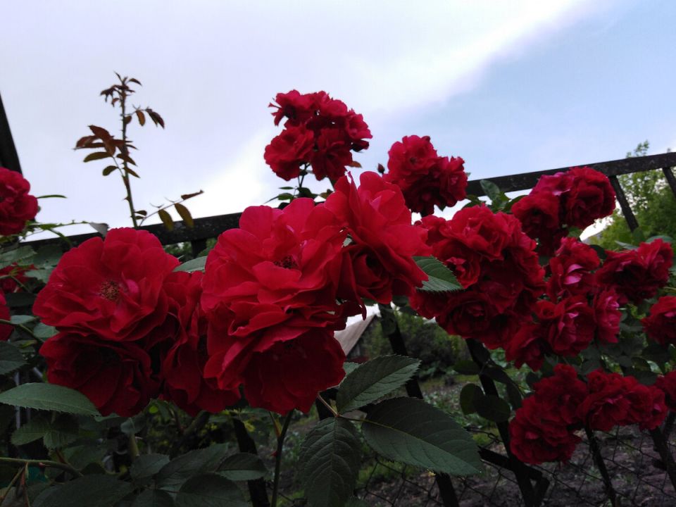 ��� ���������� � ������� �� ������� ���: ������ � ������������