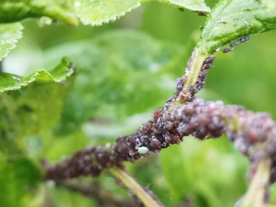 ��� ���������� �������� � ���� �� ����� ������������: ������������ ������