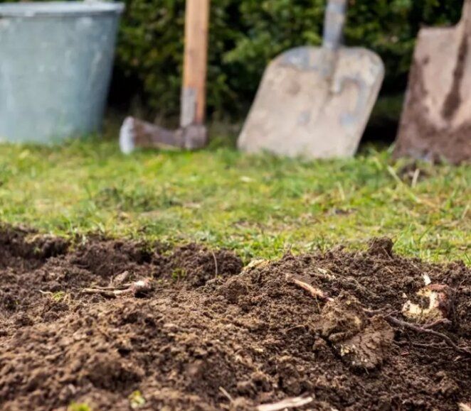 Ошибки при использовании триходермы: как не разочароваться в биофунгициде