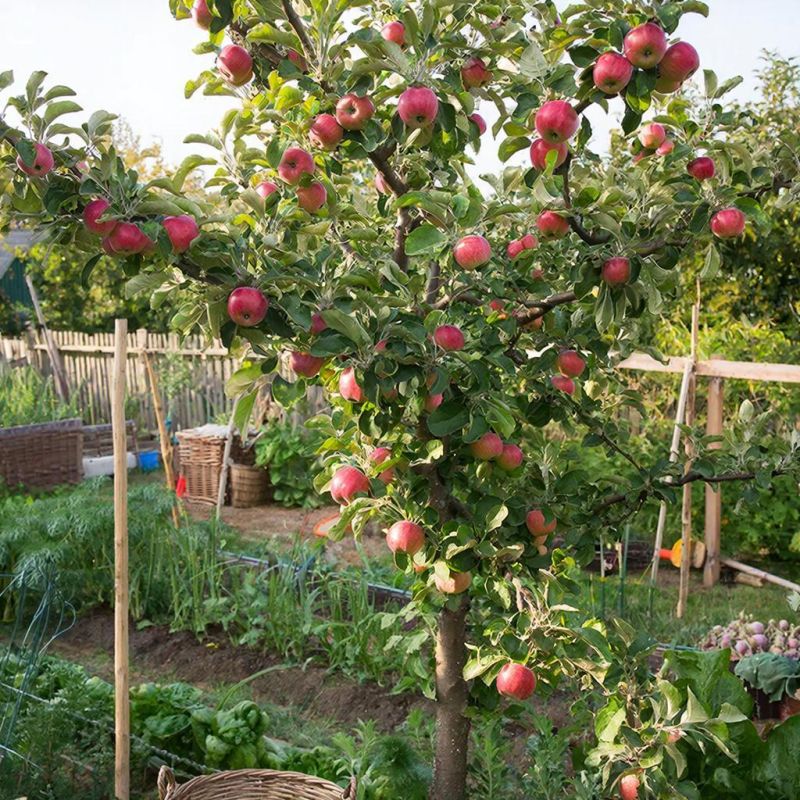 ������� ��������� ������: ����� ������ ������� ��� ����