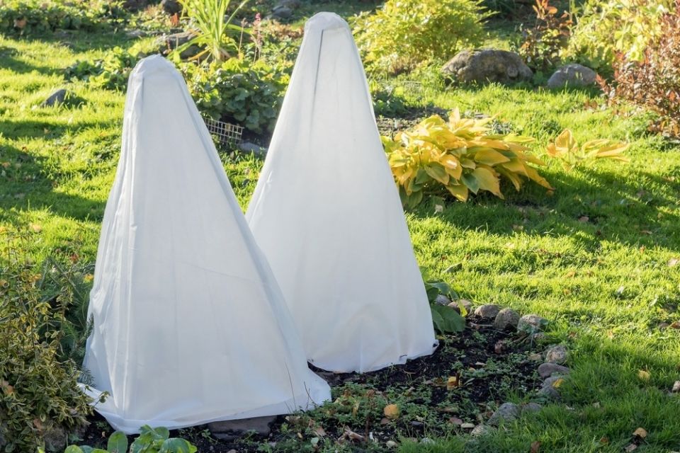 Как защитить теплолюбивые кустарники от зимних морозов