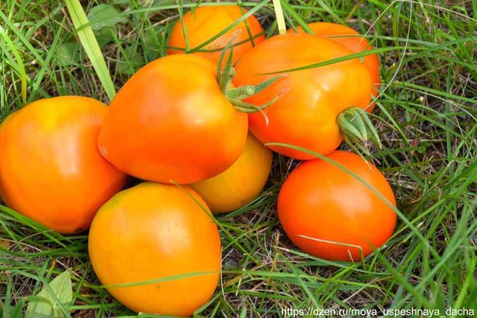 �����, ������� ����� ������ ����� � ����� ������� � ���� ����