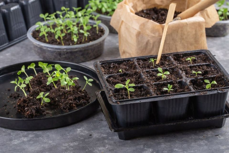 ��������� � ���������: ��� ������� � �����?