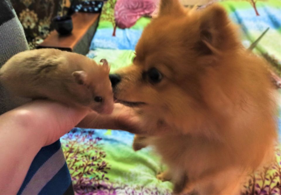 Как опилки хомяков и попугая сделали цветы ярче и крепче