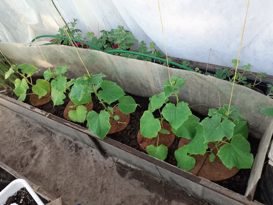 ��������� ����� � �������: ��������� ������� ��� ������� ������