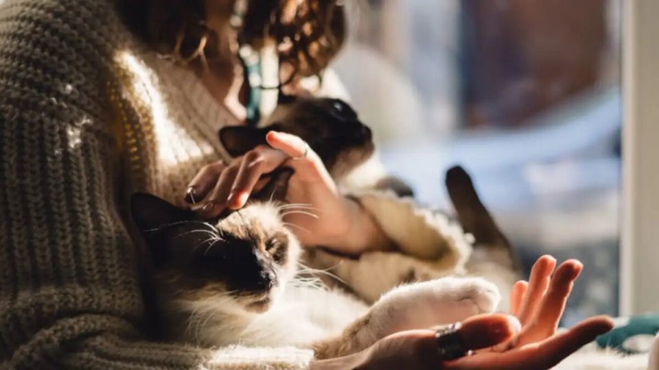 Правительство поддерживает конфискацию животных у злостных владельцев