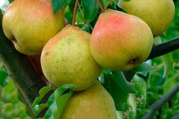 ����� ������ ��������: ������� ������� � �����