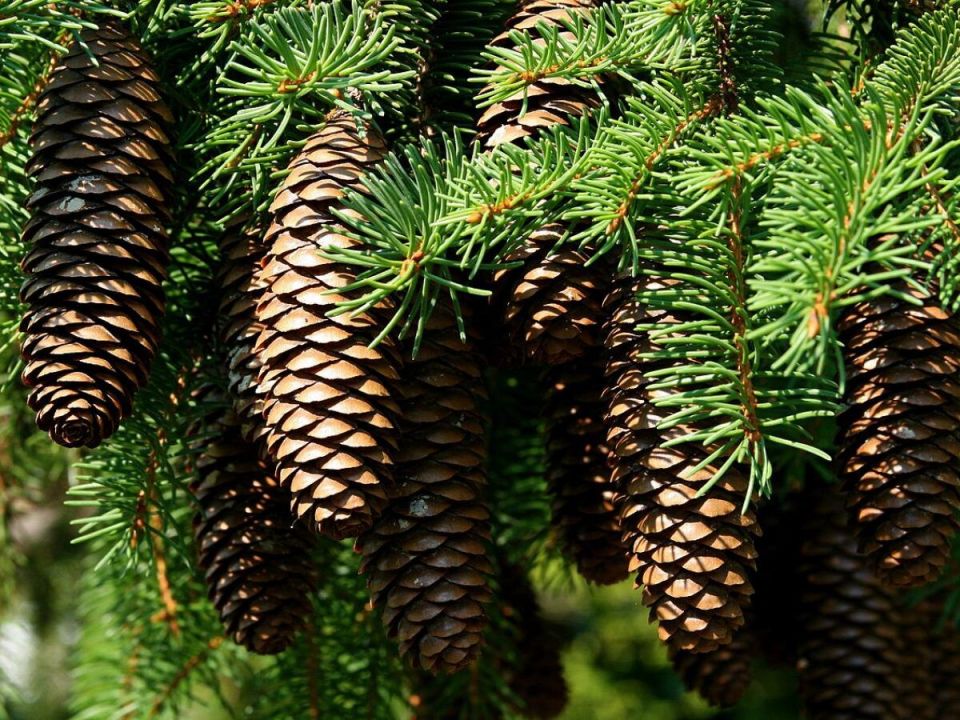 Сосновые шишки на даче: как они могут изменить ваш сад
